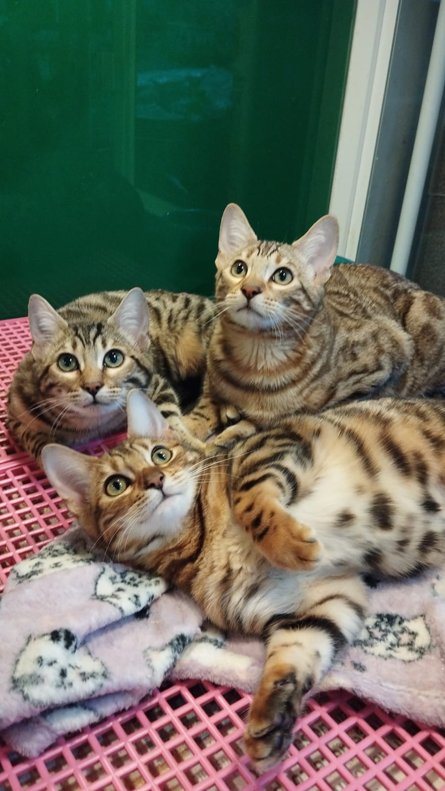 Filhotes de gato em acompanhamento de neonatologia na Vet Center Foz em Foz do Iguaçu